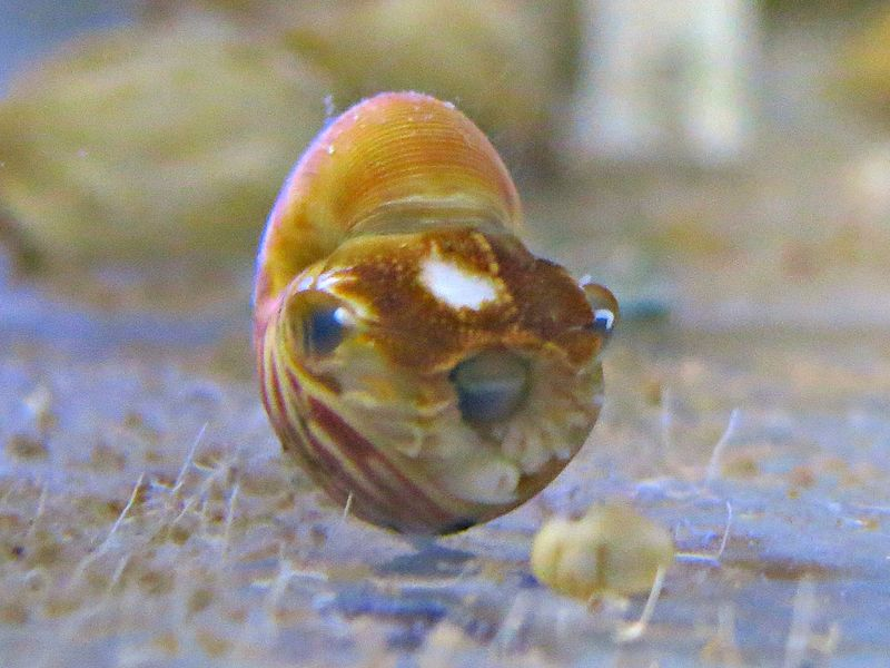Illustration for article titled Your moment of cute: baby nautilus edition